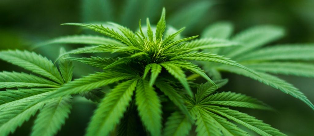 Marijuana addiction Treatment Toronto