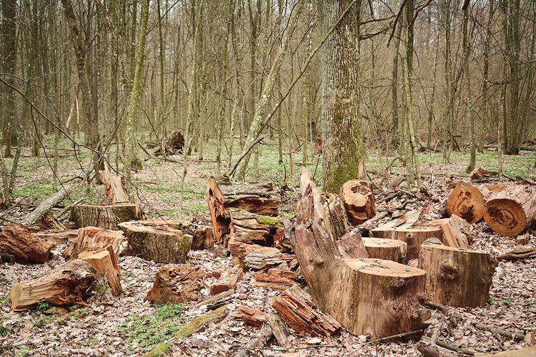 A forest cleared for deforestation with large areas of trees removed and patches of land exposed.