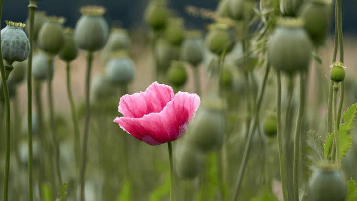 A poppy plant, the natural source of opium.