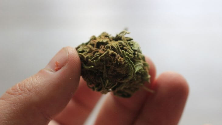 A hand holding a small bud of green marijuana in focus