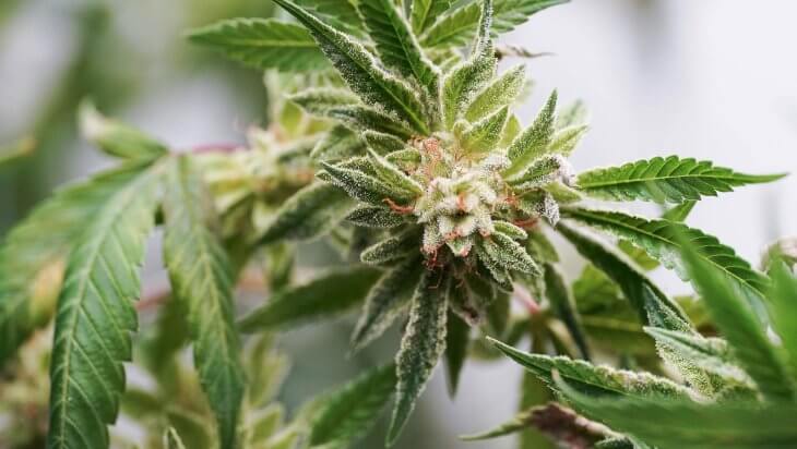 A cannabis plant