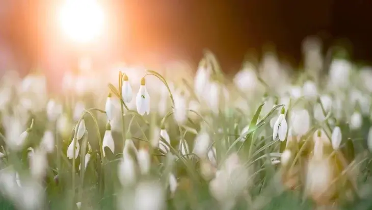 Close-up photo of a bed of white flowers with the sun in the background.