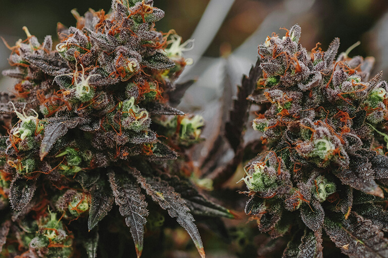 A cannabis plant with two flowers